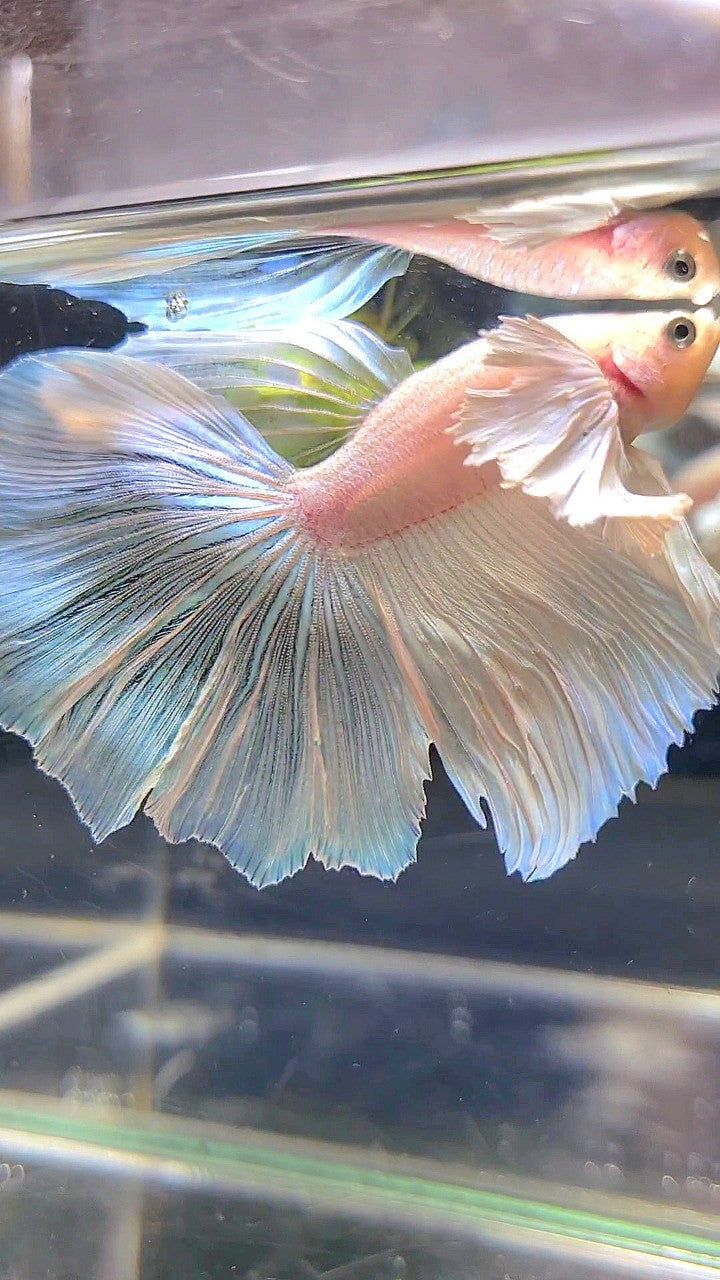 HALFMOON SUPER DUMBO EAR WHITE BETTA FISH