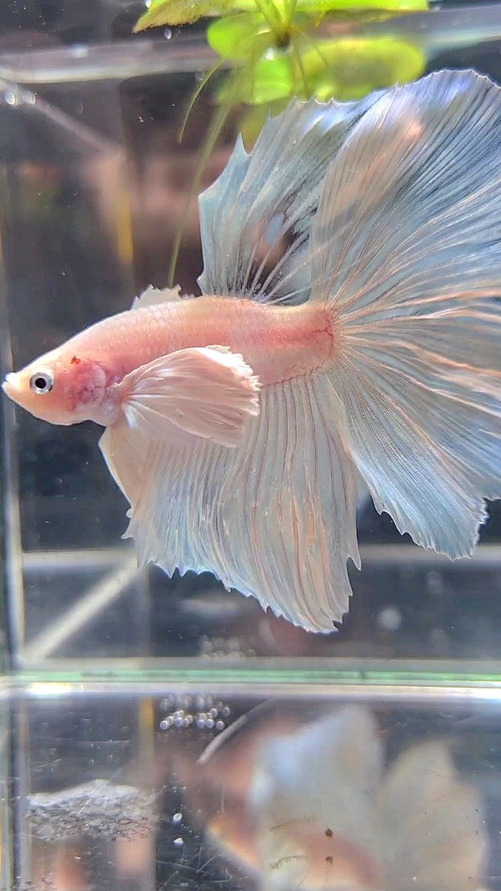 HALFMOON SUPER DUMBO EAR WHITE BETTA FISH