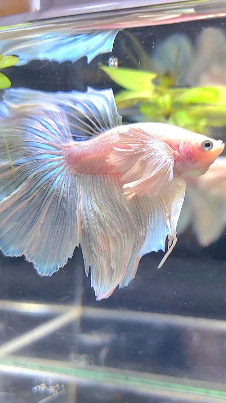 HALFMOON SUPER DUMBO EAR WHITE BETTA FISH