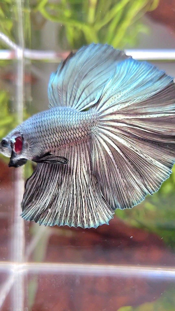 HALFMOON ROSETAIL SUPER COPPER LIGHT SOLID BETTA FISH