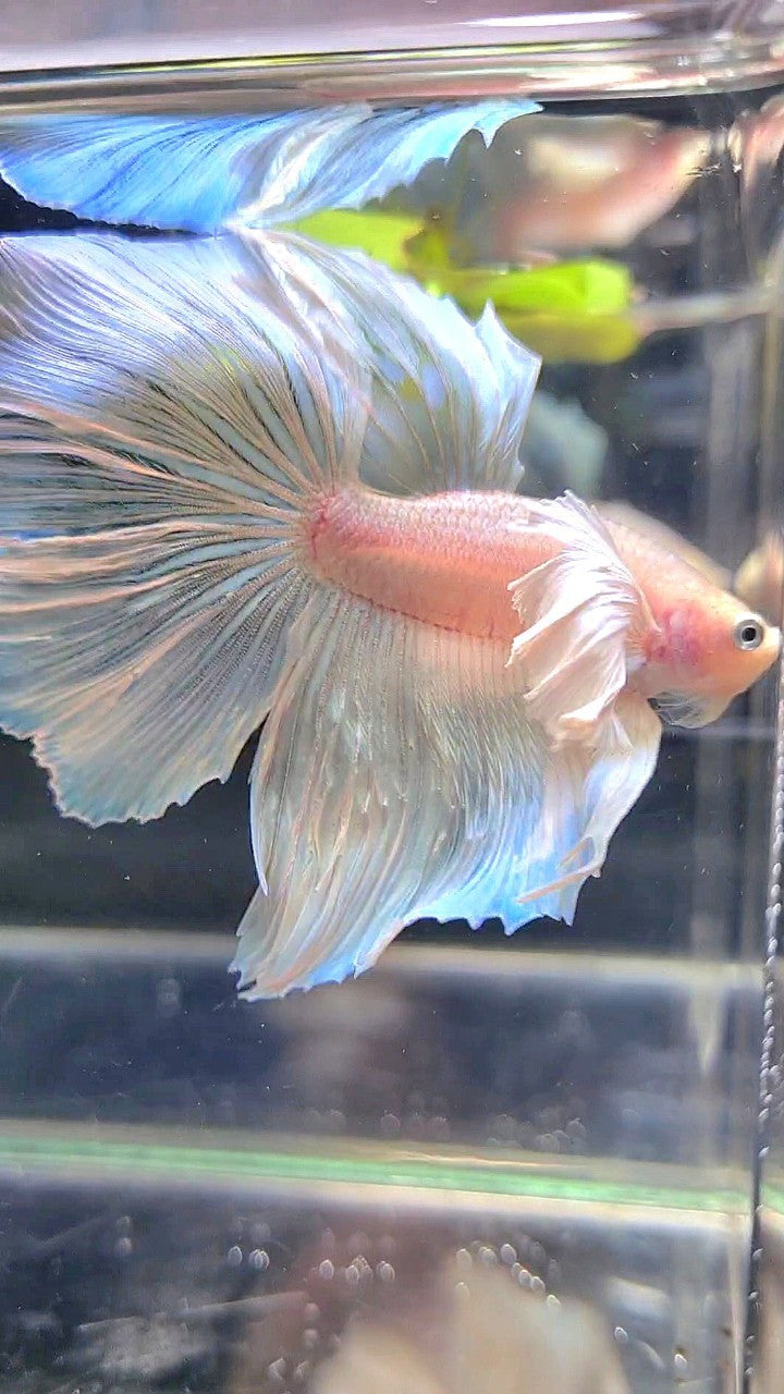 HALFMOON SUPER DUMBO EAR WHITE BETTA FISH