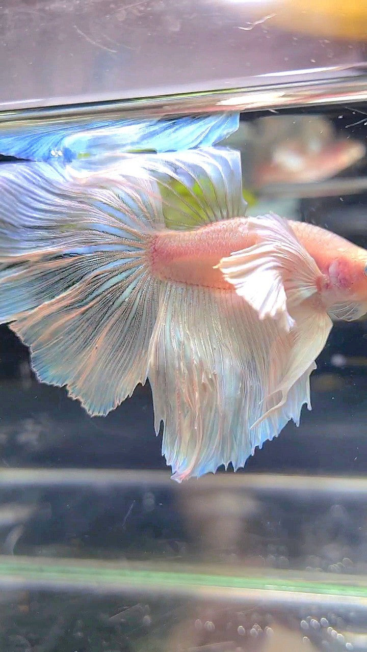 HALFMOON SUPER DUMBO EAR WHITE BETTA FISH