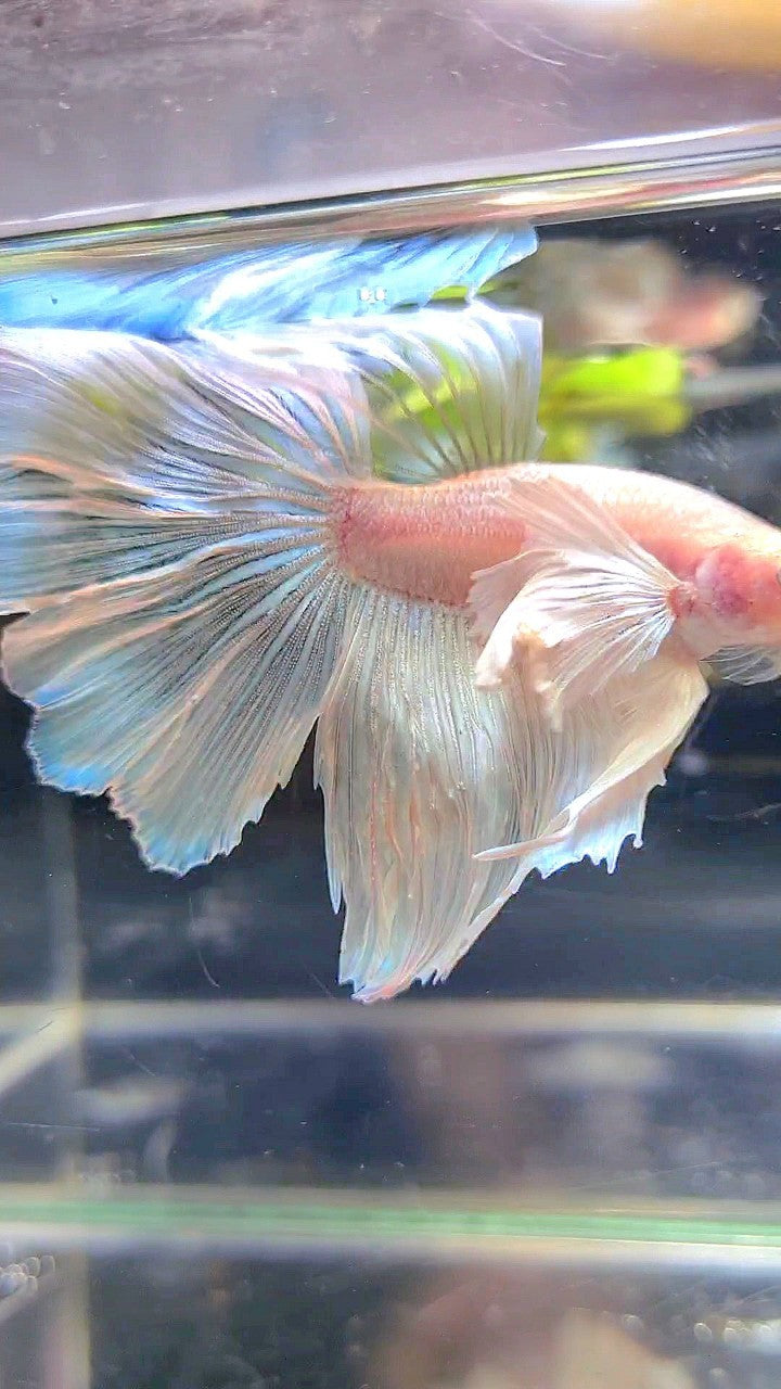 HALFMOON SUPER DUMBO EAR WHITE BETTA FISH