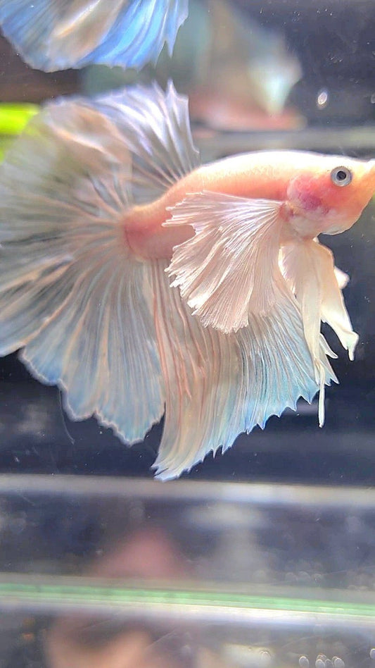 HALFMOON SUPER DUMBO EAR WHITE BETTA FISH