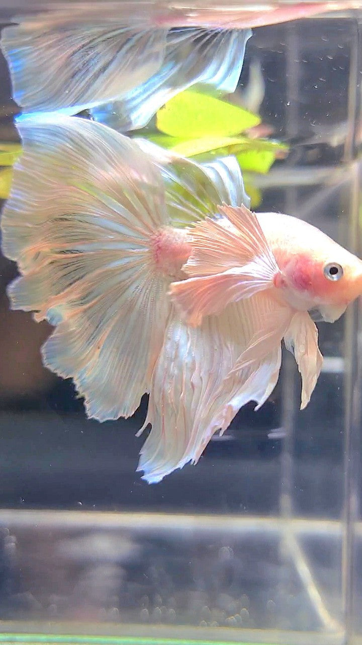 HALFMOON SUPER DUMBO EAR WHITE BETTA FISH