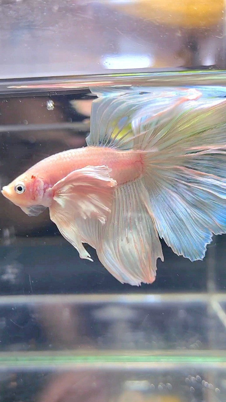 HALFMOON SUPER DUMBO EAR WHITE BETTA FISH