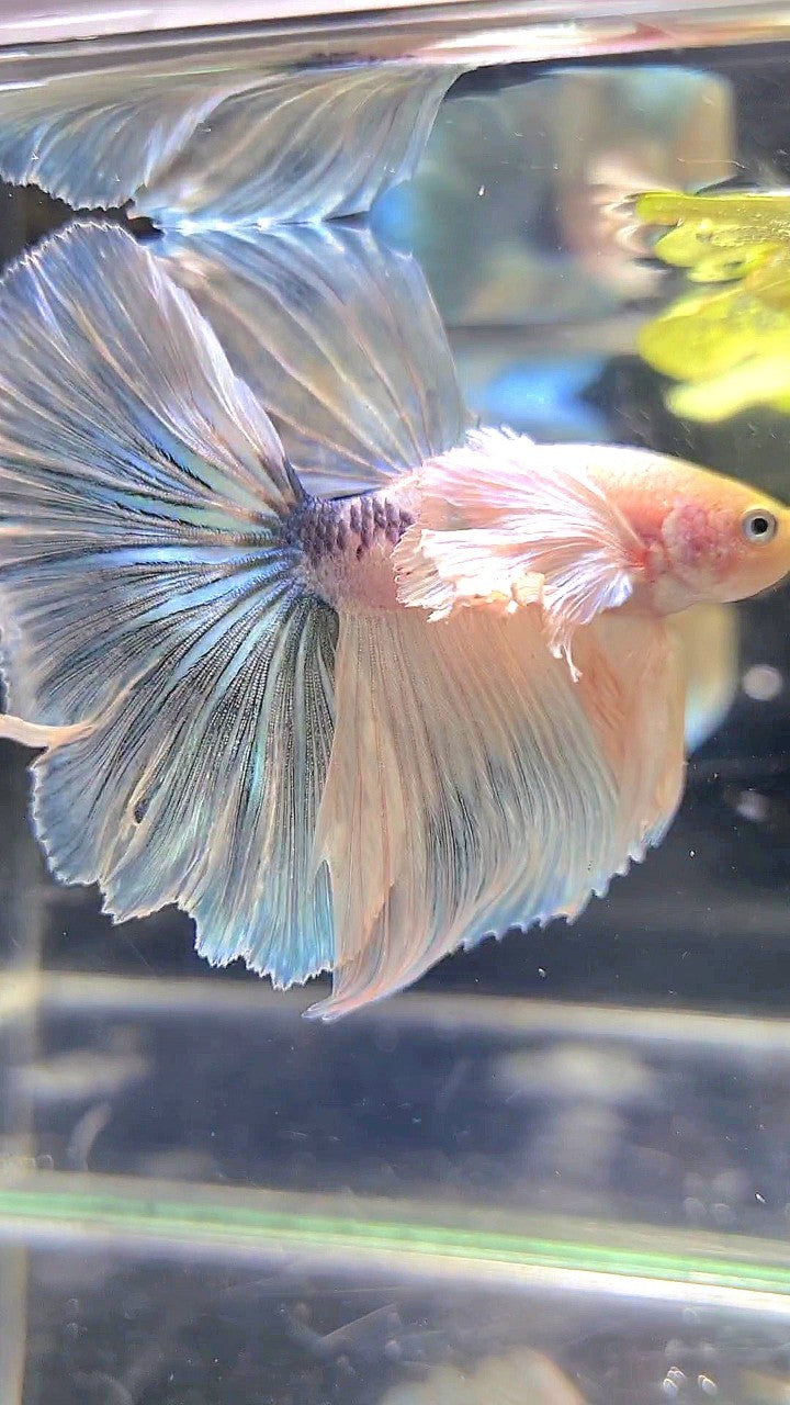 HALFMOON SUPER DUMBO EAR WHITE MARBLE BETTA FISH