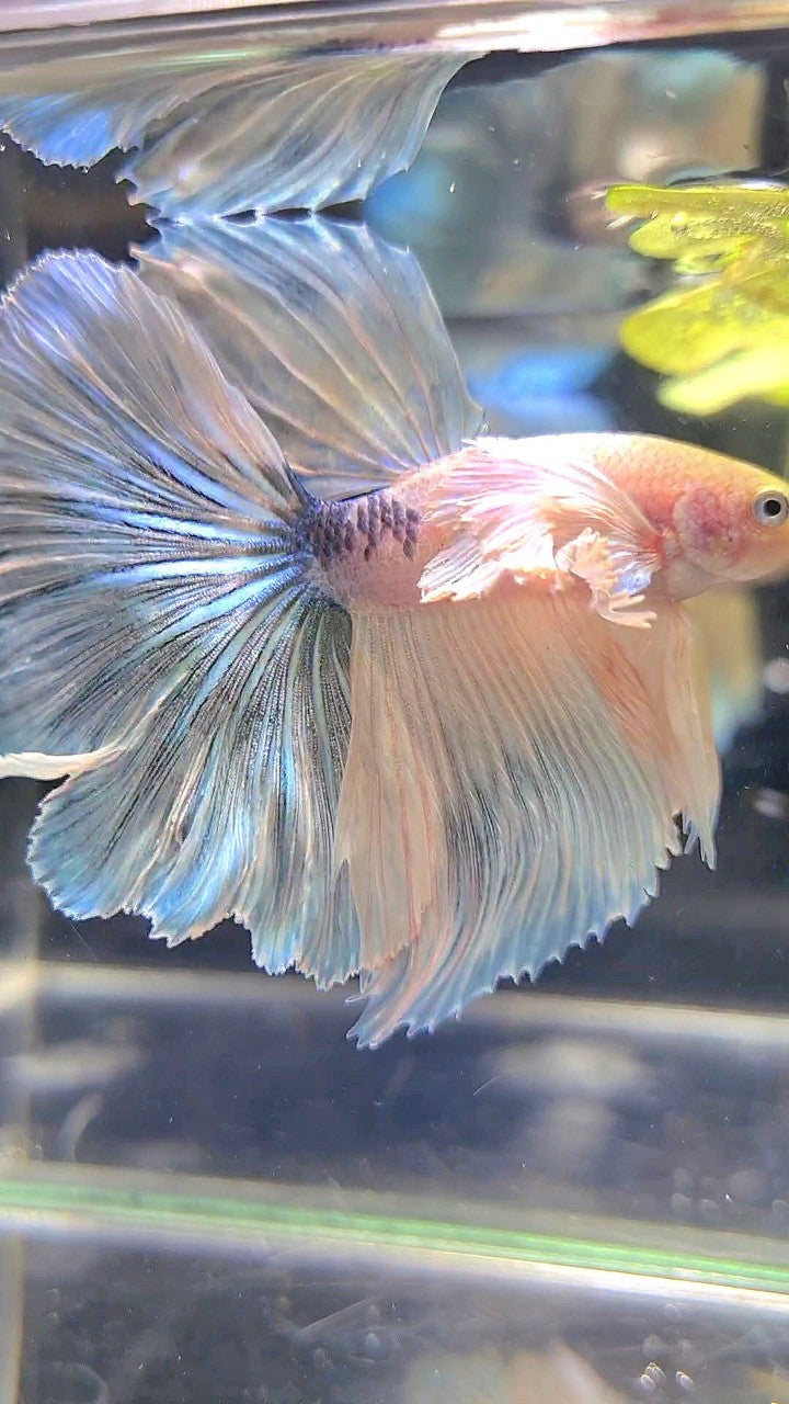 HALFMOON SUPER DUMBO EAR WHITE MARBLE BETTA FISH