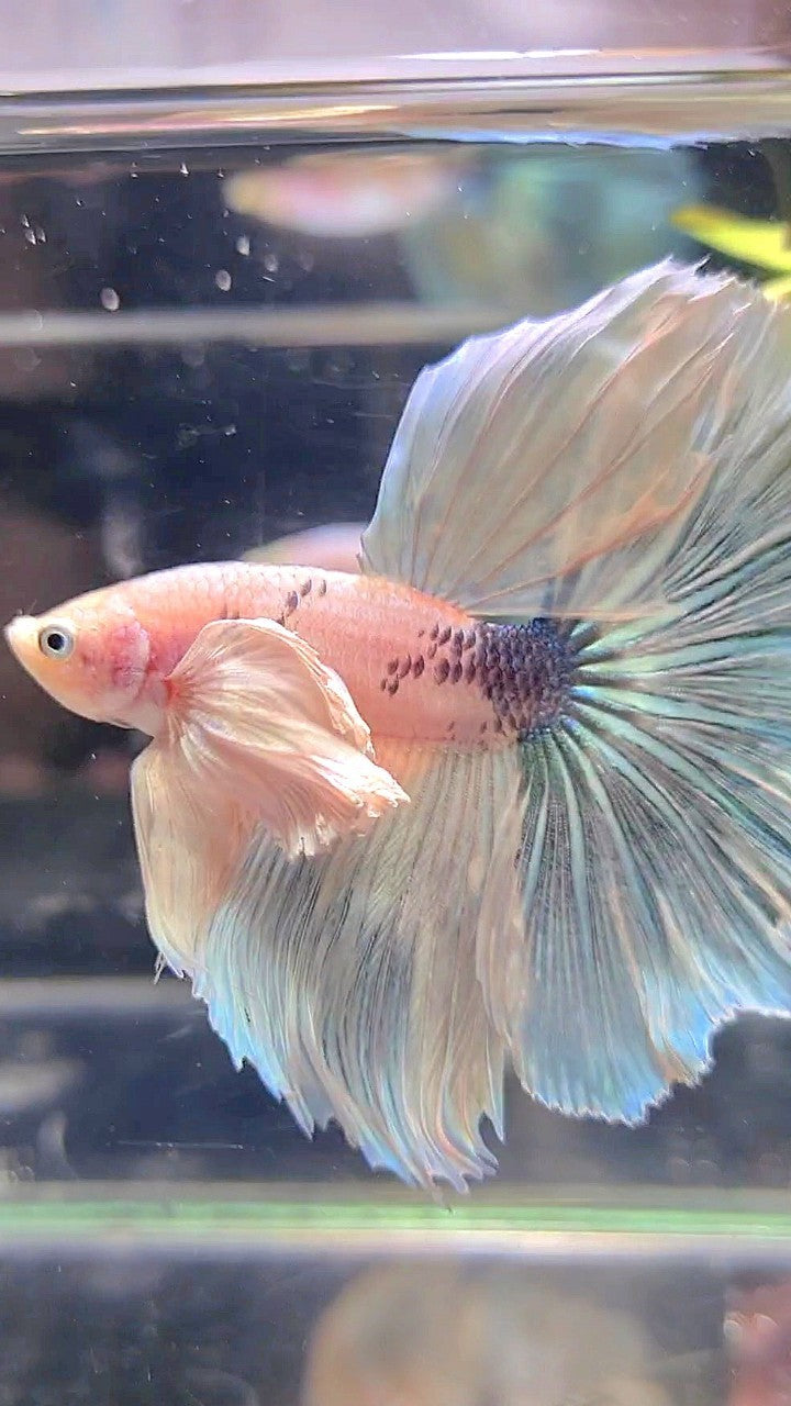 HALFMOON SUPER DUMBO EAR WHITE MARBLE BETTA FISH