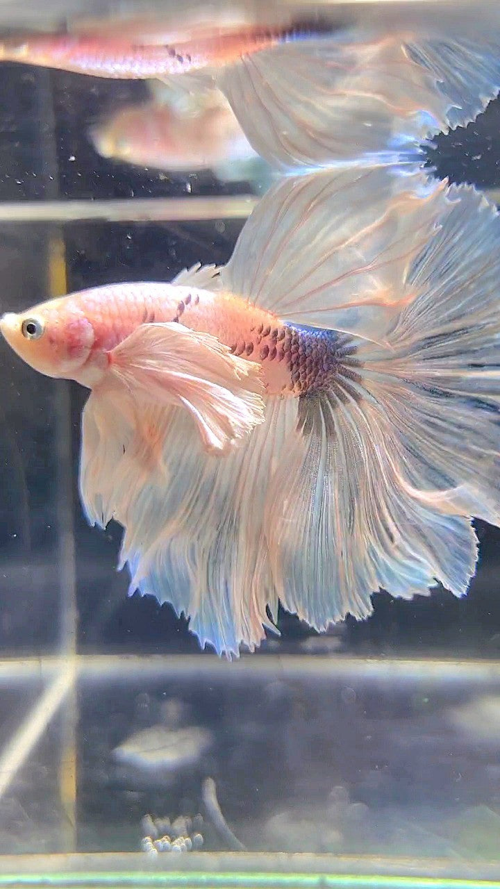 HALFMOON SUPER DUMBO EAR WHITE MARBLE BETTA FISH