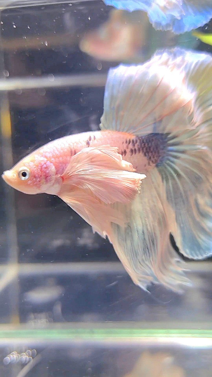 HALFMOON SUPER DUMBO EAR WHITE MARBLE BETTA FISH