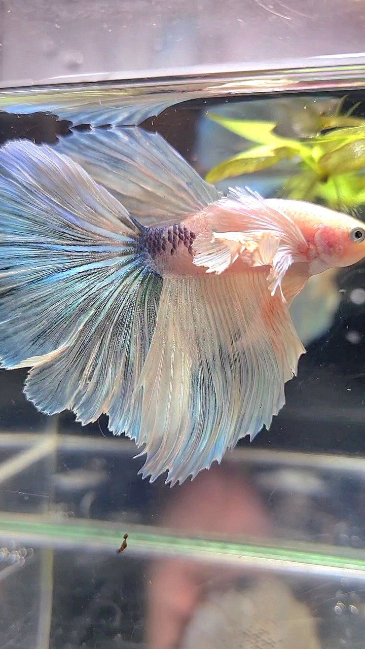 HALFMOON SUPER DUMBO EAR WHITE MARBLE BETTA FISH