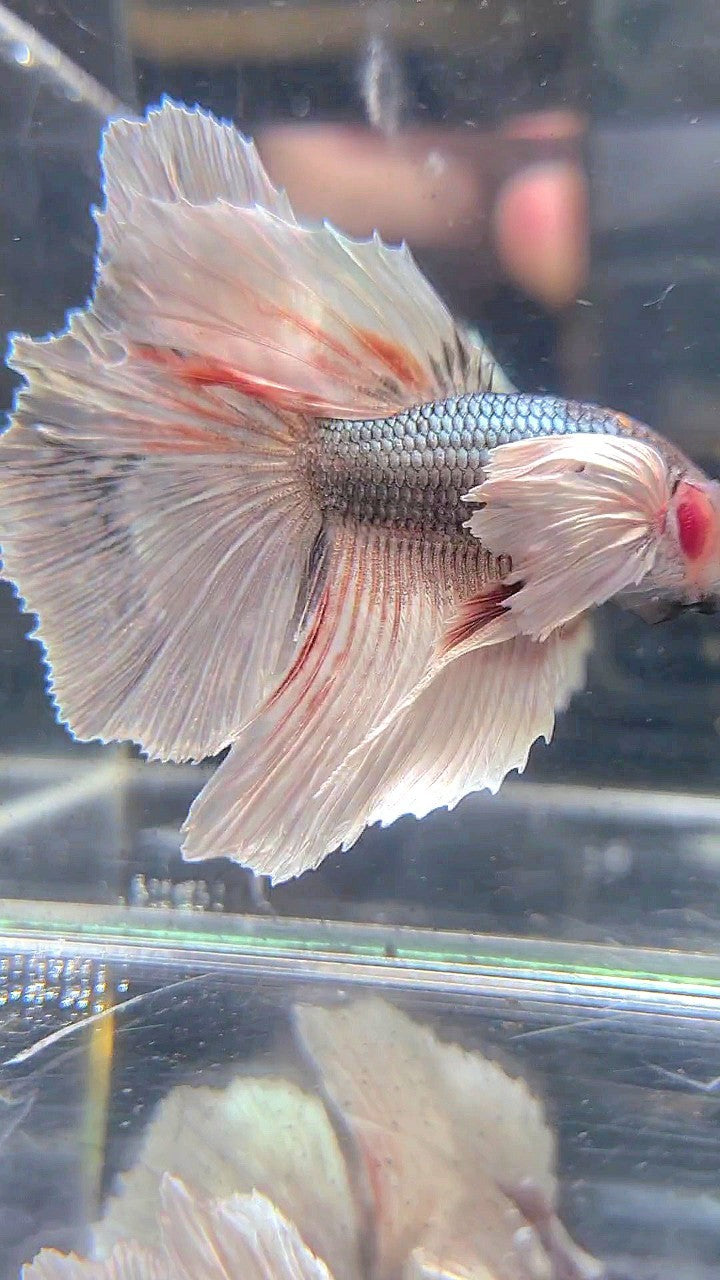 HALFMOON DUMBO EAR  WHITE COPPER GREY BETTA FISH