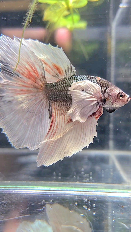 HALFMOON DUMBO EAR  WHITE COPPER GREY BETTA FISH