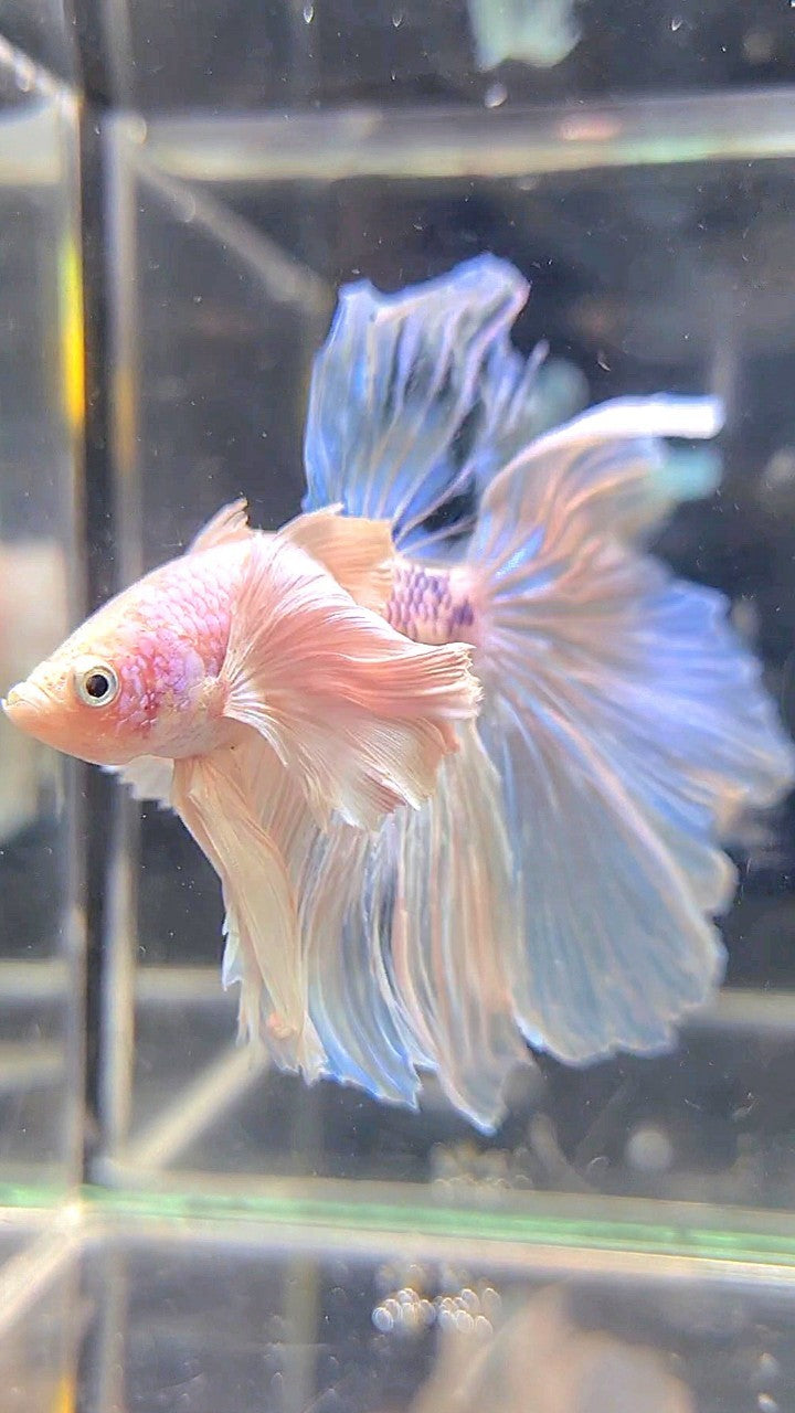 HALFMOON SUPER DUMBO EAR ROSETAIL WHITE BETTA FISH