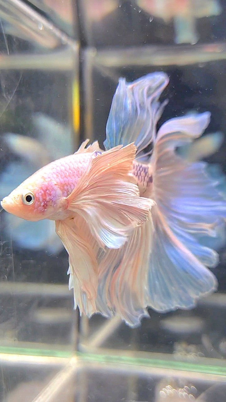 HALFMOON SUPER DUMBO EAR ROSETAIL WHITE BETTA FISH