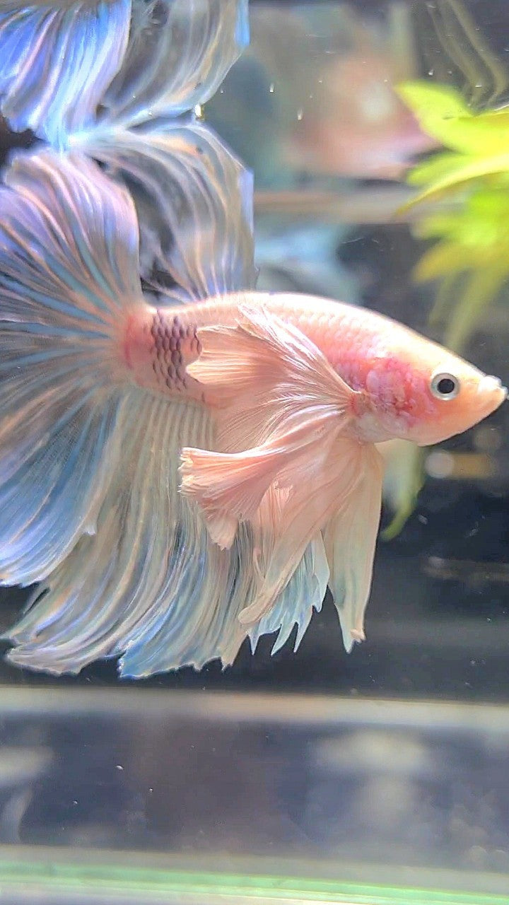 HALFMOON SUPER DUMBO EAR ROSETAIL WHITE BETTA FISH