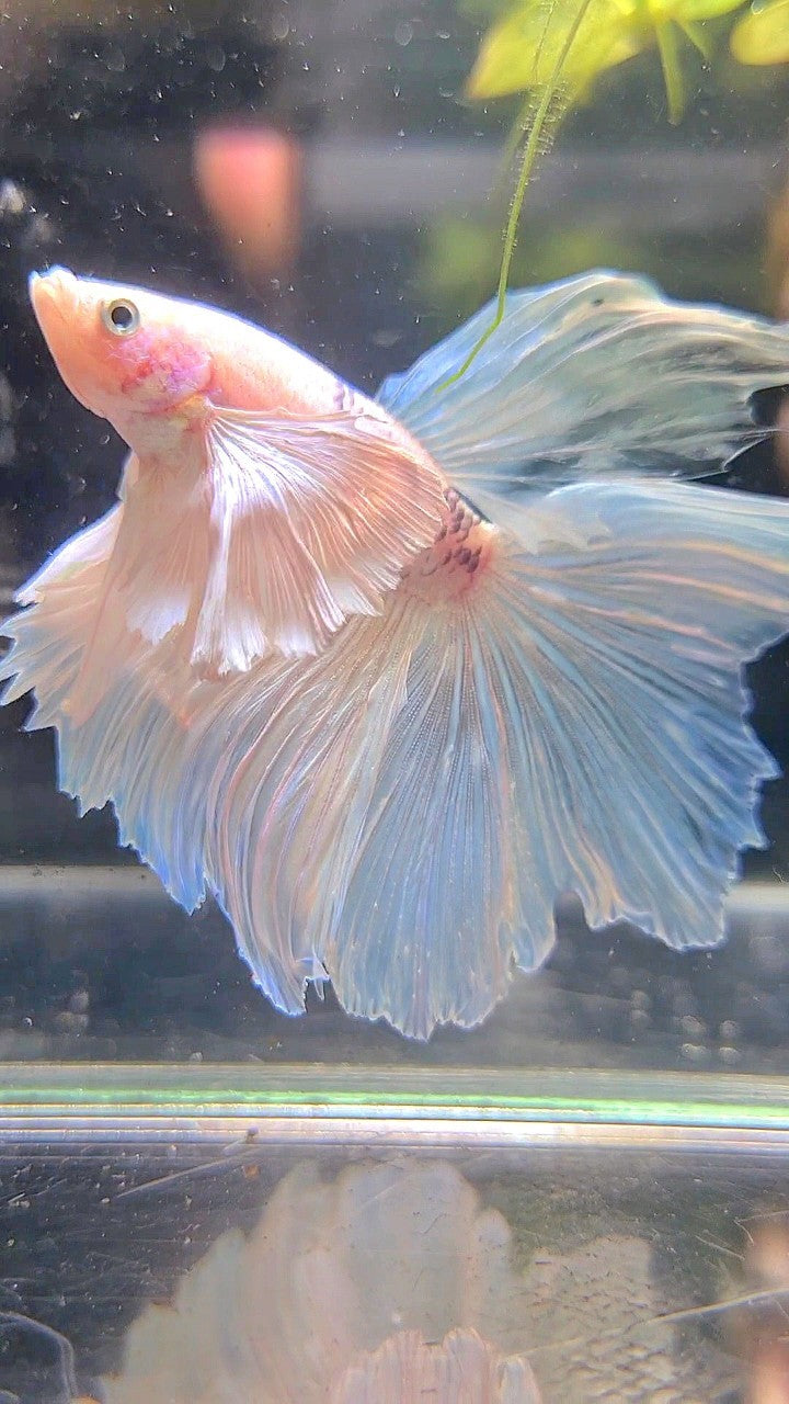 HALFMOON SUPER DUMBO EAR ROSETAIL WHITE BETTA FISH