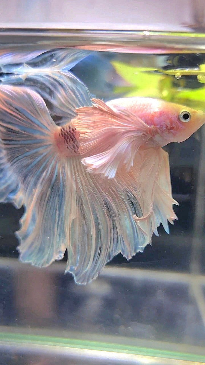 HALFMOON SUPER DUMBO EAR ROSETAIL WHITE BETTA FISH