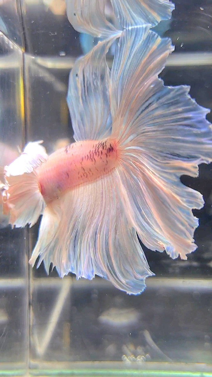 HALFMOON SUPER DUMBO EAR ROSETAIL WHITE BETTA FISH