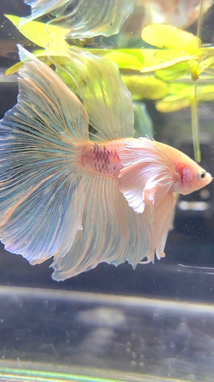 HALFMOON SUPER DUMBO EAR ROSETAIL WHITE BETTA FISH