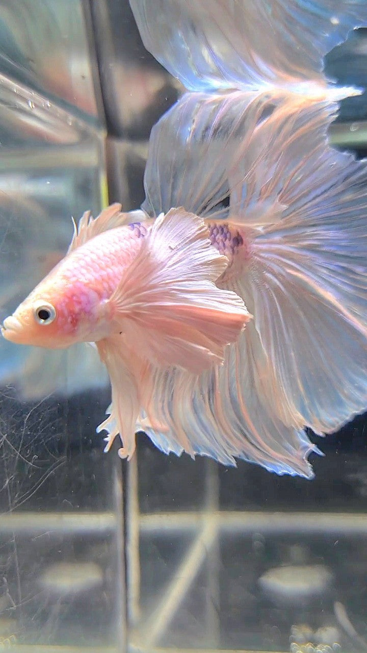 HALFMOON SUPER DUMBO EAR ROSETAIL WHITE BETTA FISH