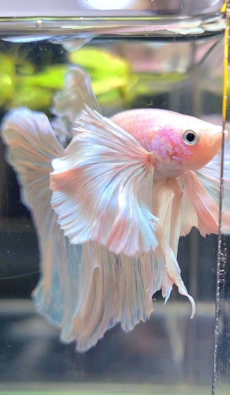 HALFMOON SUPER DUMBO EAR ROSETAIL WHITE BETTA FISH