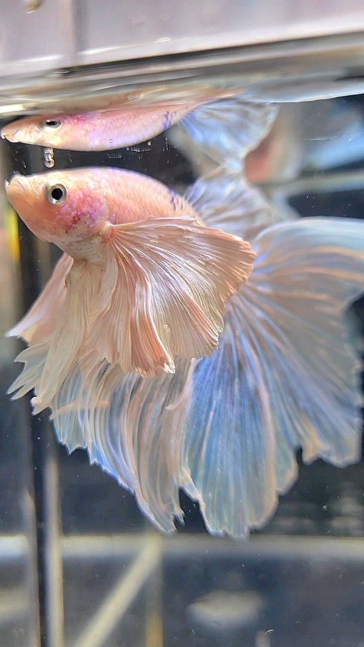 HALFMOON SUPER DUMBO EAR ROSETAIL WHITE BETTA FISH