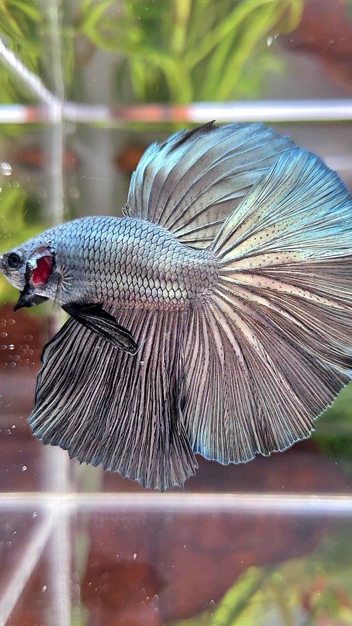 HALFMOON ROSETAIL SUPER COPPER LIGHT SOLID BETTA FISH