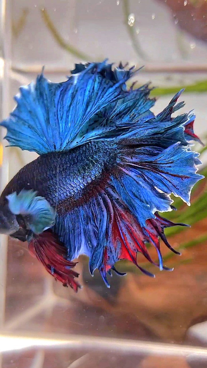 XL HALFMOON FEATHER TAIL BIG EAR BLUE GREEN TURQUOISE BETTA FISH