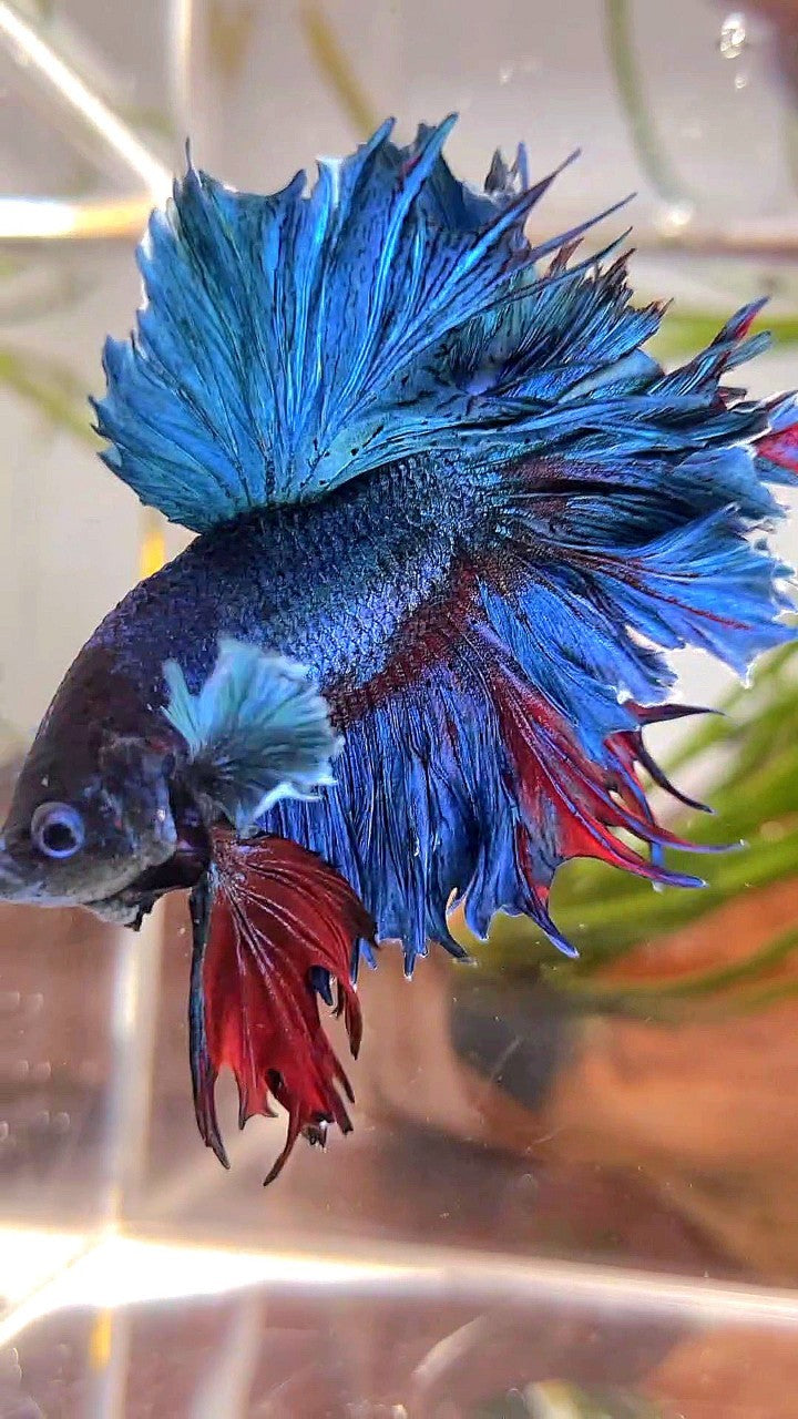 XL HALFMOON FEATHER TAIL BIG EAR BLUE GREEN TURQUOISE BETTA FISH