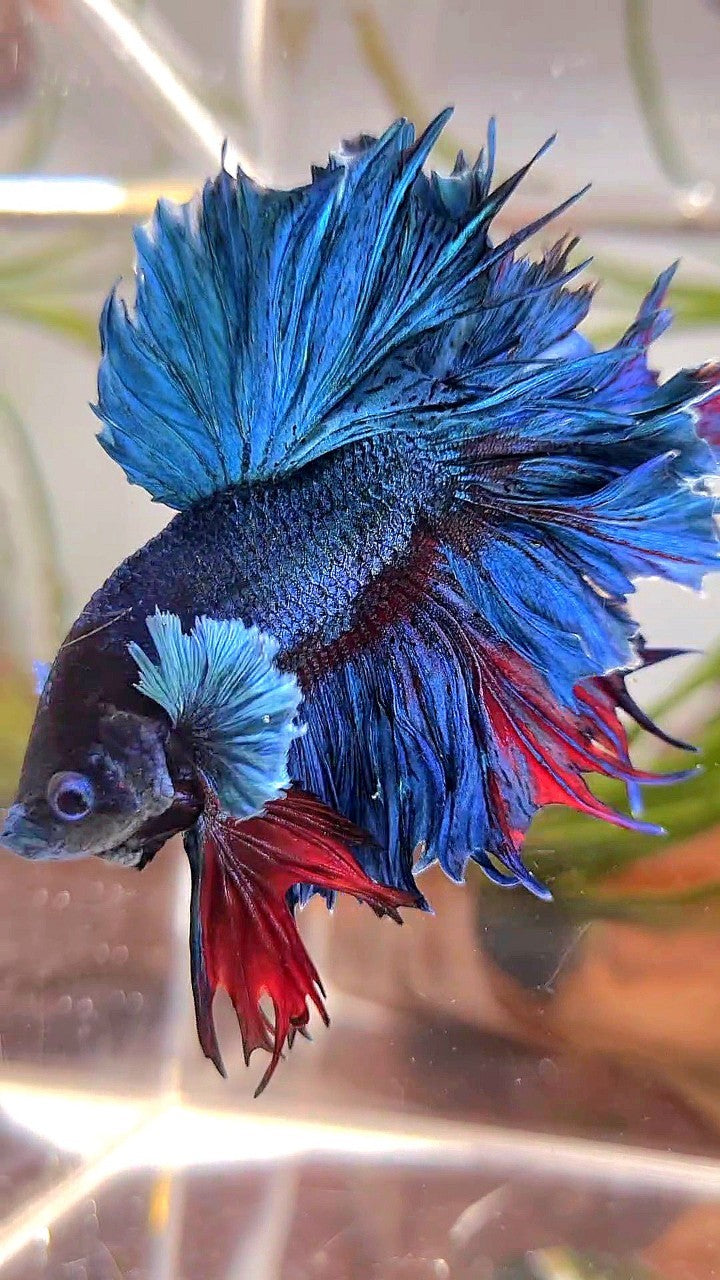 XL HALFMOON FEATHER TAIL BIG EAR BLUE GREEN TURQUOISE BETTA FISH