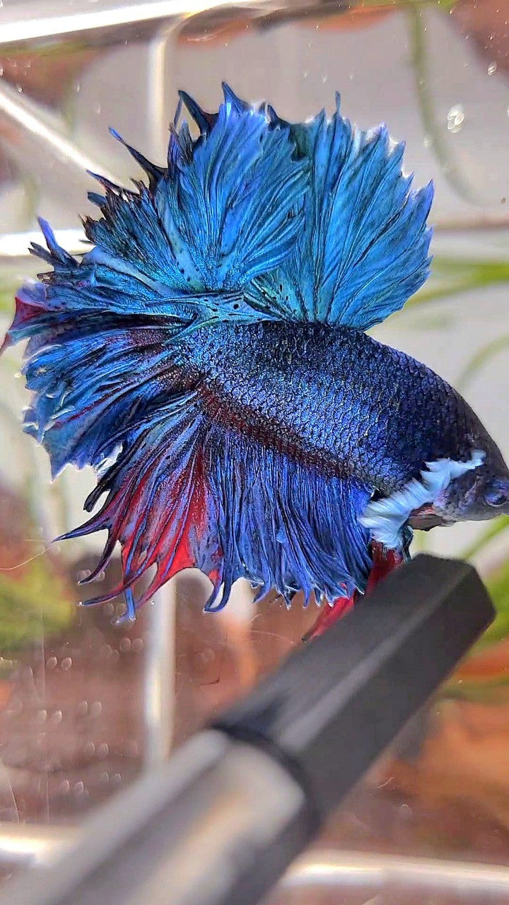 XL HALFMOON FEATHER TAIL BIG EAR BLUE GREEN TURQUOISE BETTA FISH