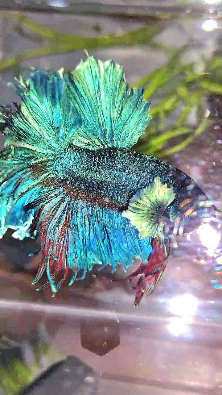 XL HALFMOON FEATHER TAIL BIG EAR BLUE GREEN TURQUOISE BETTA FISH