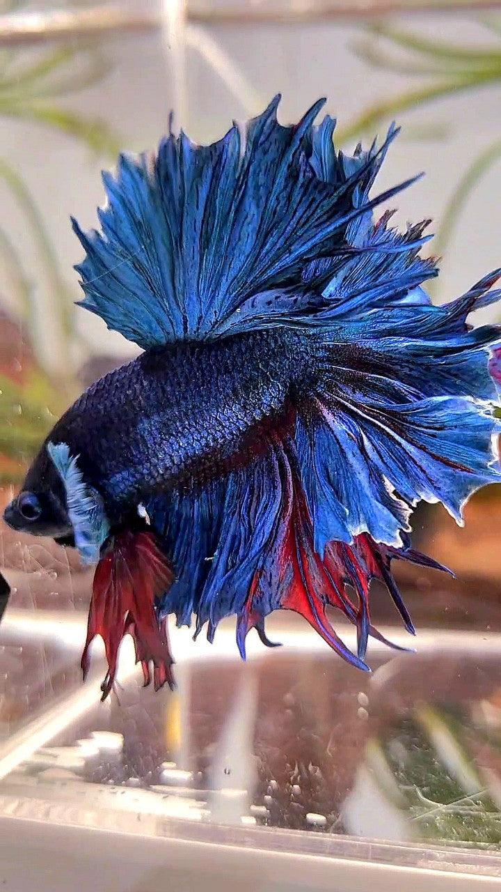 XL HALFMOON FEATHER TAIL BIG EAR BLUE GREEN TURQUOISE BETTA FISH