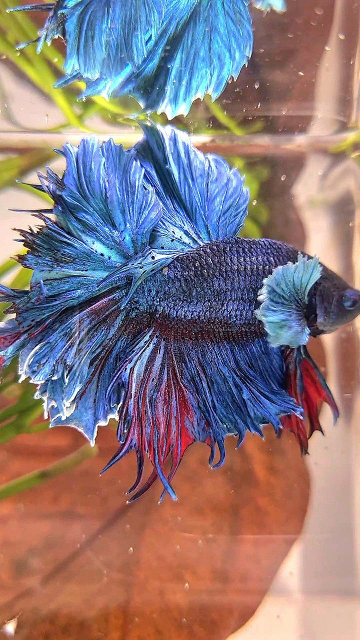 XL HALFMOON FEATHER TAIL BIG EAR BLUE GREEN TURQUOISE BETTA FISH