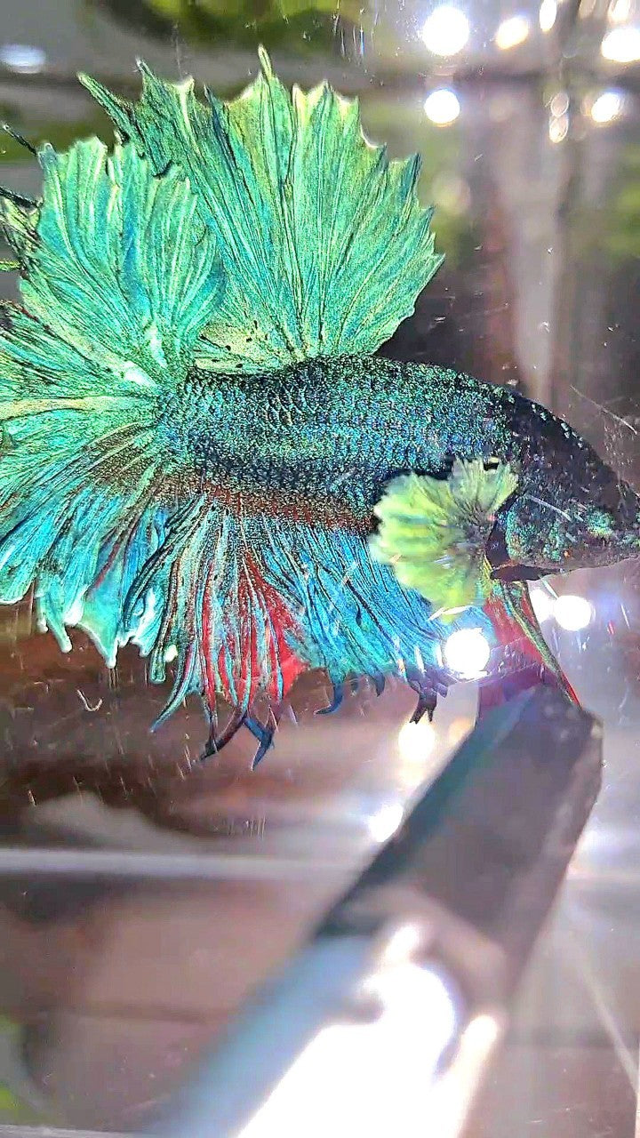 XL HALFMOON FEATHER TAIL BIG EAR BLUE GREEN TURQUOISE BETTA FISH