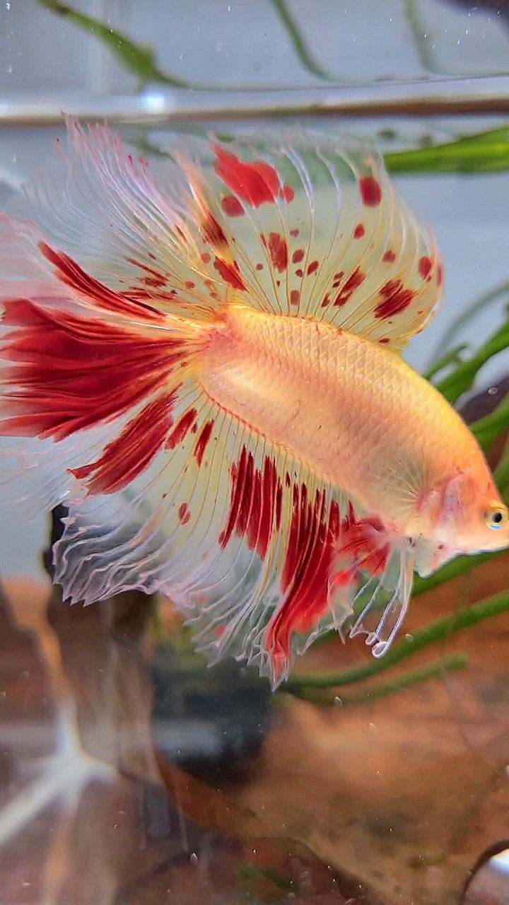 XL HALFMOON DOUBLE TAIL ROSETAIL CURLY ARMAGEDDON VANDA BETTA FISH