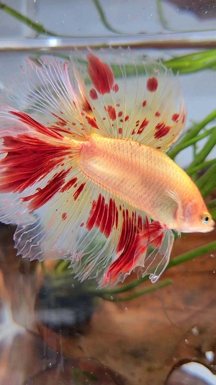 XL HALFMOON DOUBLE TAIL ROSETAIL CURLY ARMAGEDDON VANDA BETTA FISH