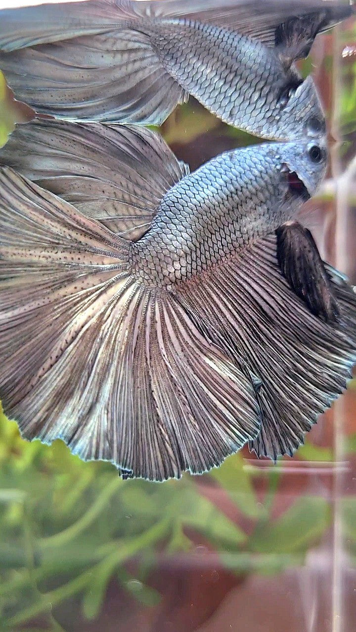 HALFMOON ROSETAIL SUPER COPPER LIGHT SOLID BETTA FISH