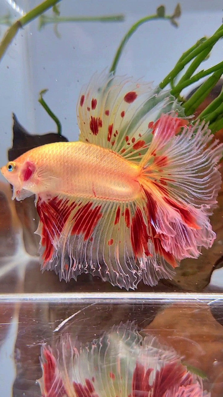 XL HALFMOON DOUBLE TAIL ROSETAIL CURLY ARMAGEDDON VANDA BETTA FISH