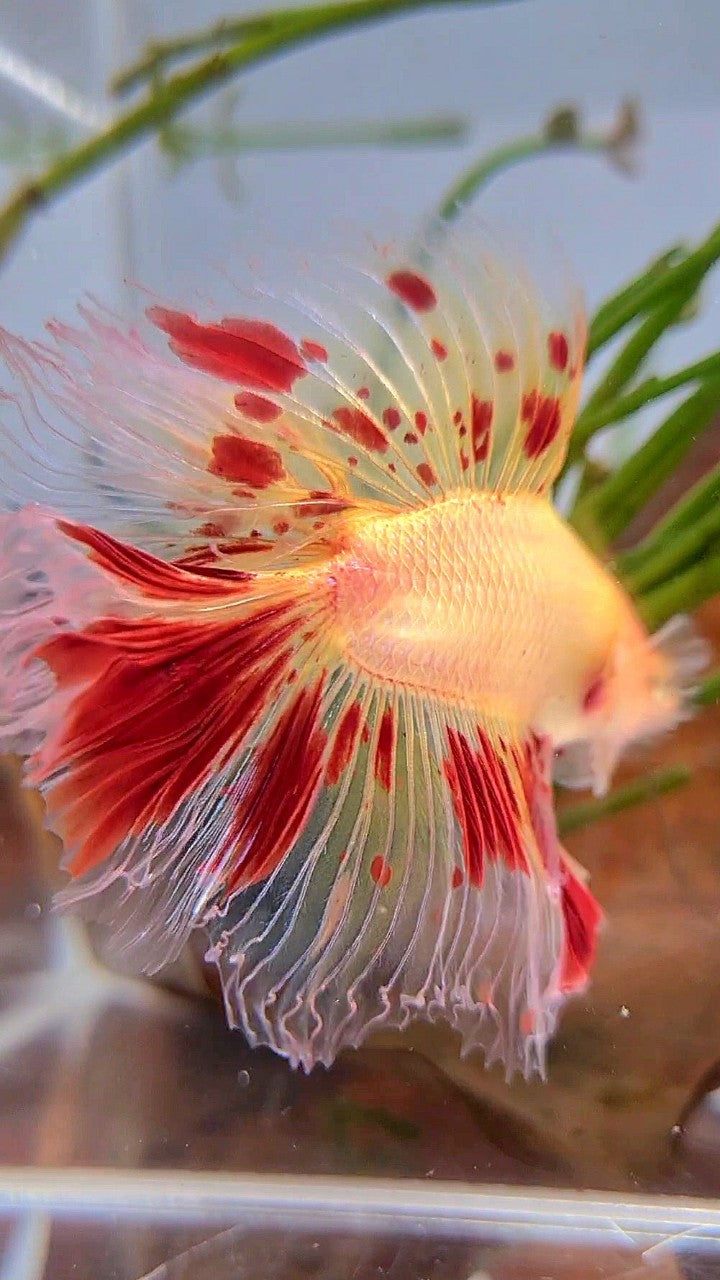 XL HALFMOON DOUBLE TAIL ROSETAIL CURLY ARMAGEDDON VANDA BETTA FISH