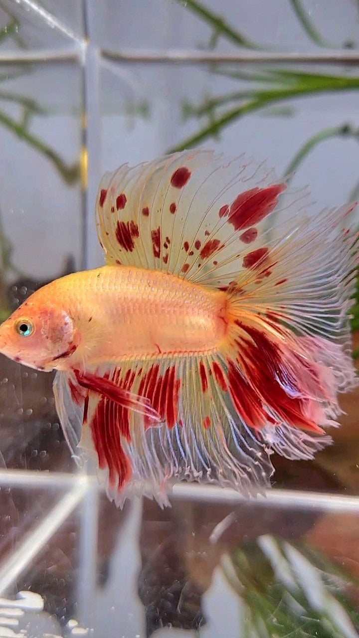 XL HALFMOON DOUBLE TAIL ROSETAIL CURLY ARMAGEDDON VANDA BETTA FISH