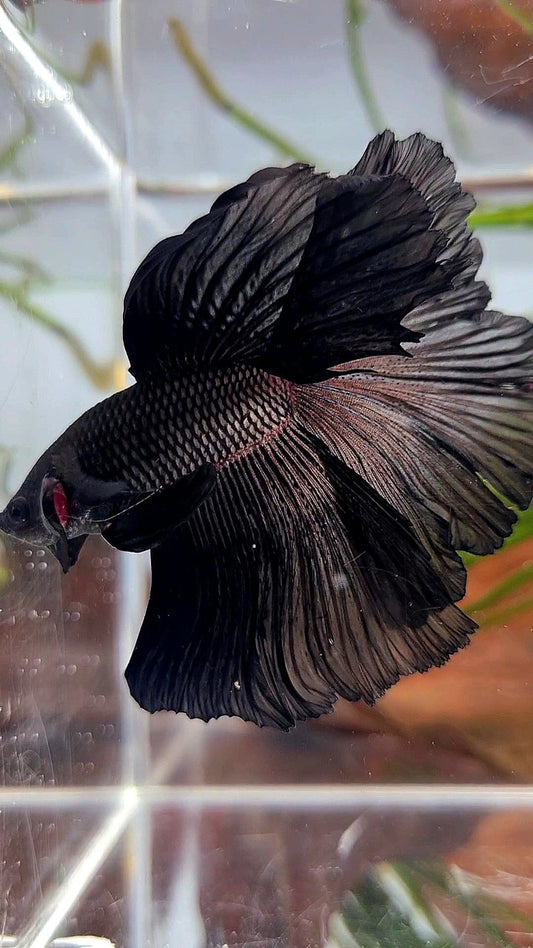 HALFMOON ROSETAIL SUPER BLACK BETTA FISH