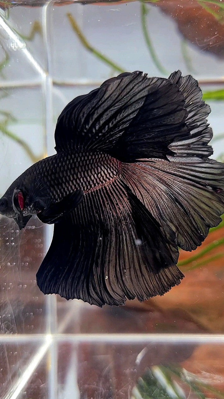 HALFMOON ROSETAIL SUPER BLACK BETTA FISH