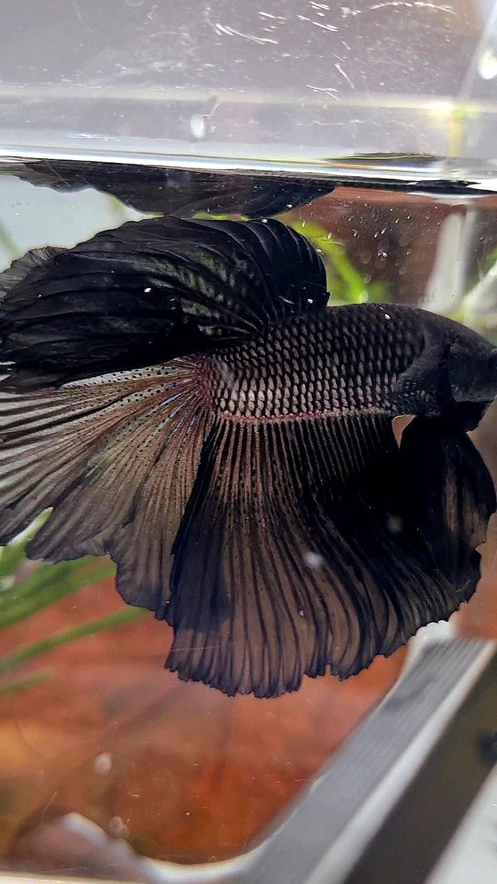 HALFMOON ROSETAIL SUPER BLACK BETTA FISH