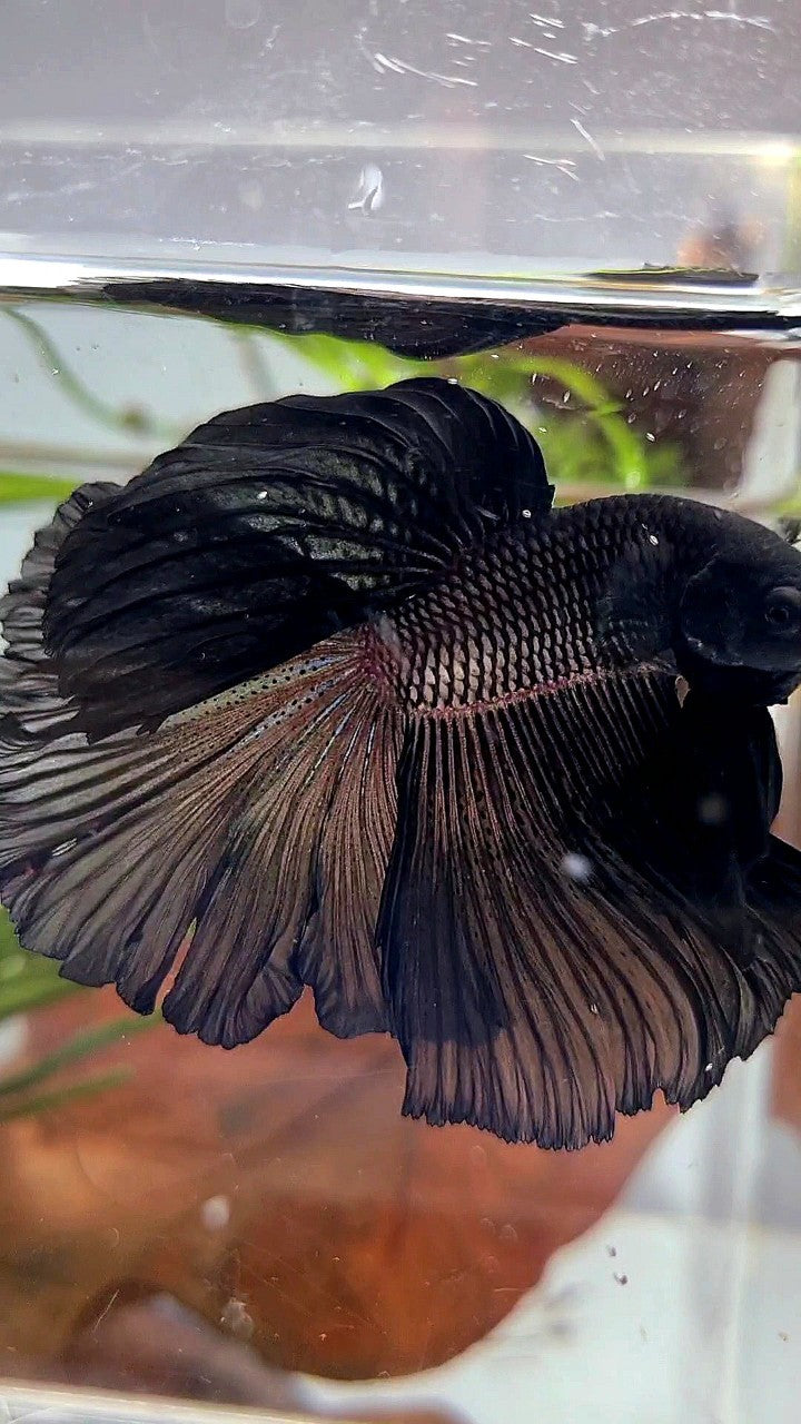 HALFMOON ROSETAIL SUPER BLACK BETTA FISH