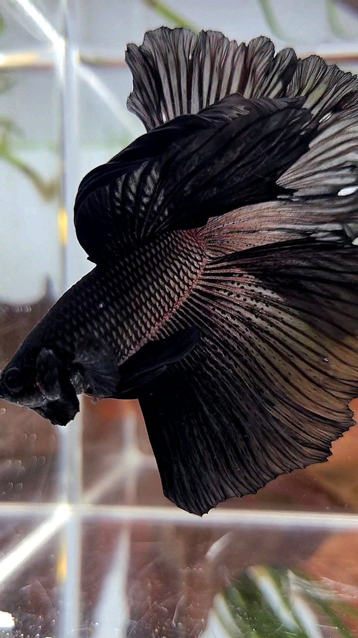 HALFMOON ROSETAIL SUPER BLACK BETTA FISH