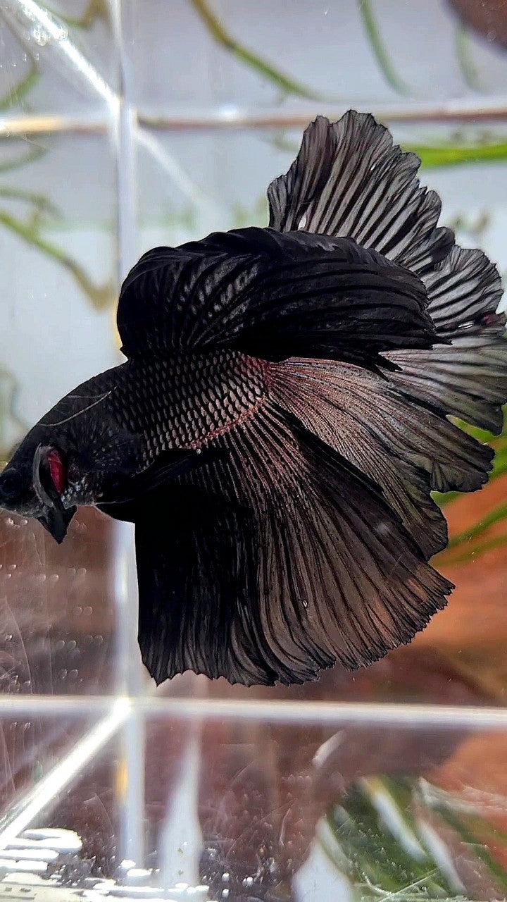 HALFMOON ROSETAIL SUPER BLACK BETTA FISH