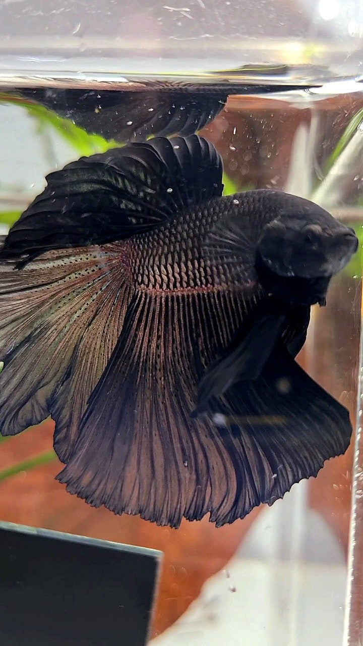 HALFMOON ROSETAIL SUPER BLACK BETTA FISH